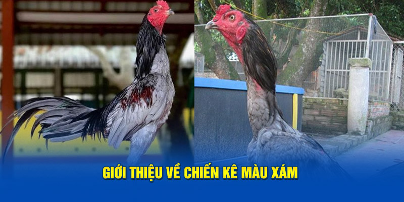 gioi-thieu-ve-chien-ke-mau-xam