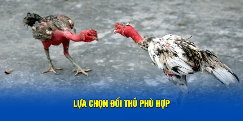 lua-chon-doi-thu-phu-hop